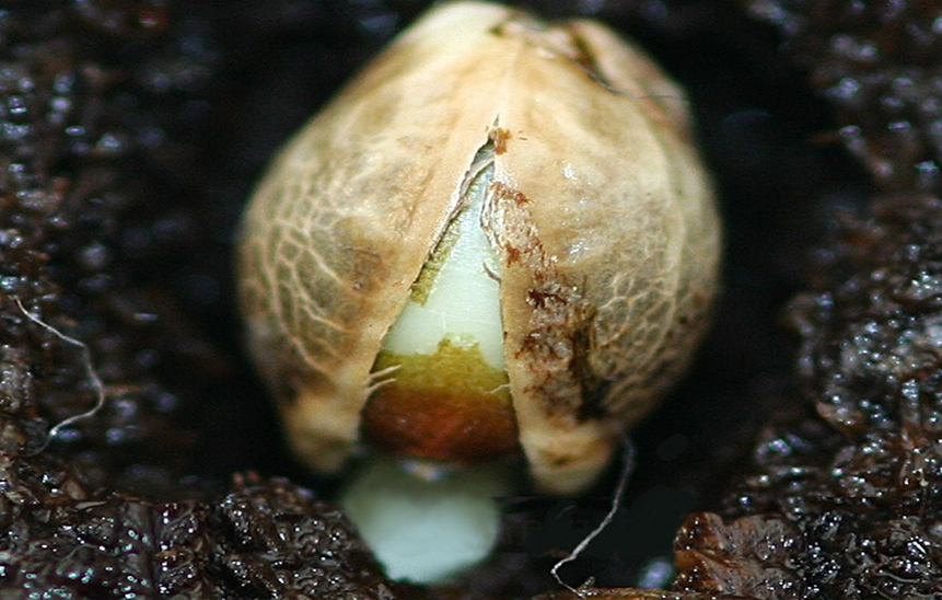 Что содержит семя конопли вред от анаши