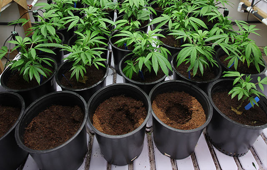 Как посадить семя канабиса цветок с листьями марихуаны