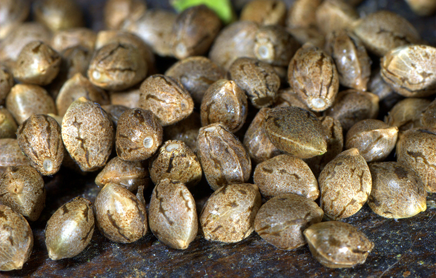 Фото как выглядят семена конопли