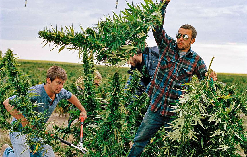 сколько по закону можно выращивать кустов марихуаны