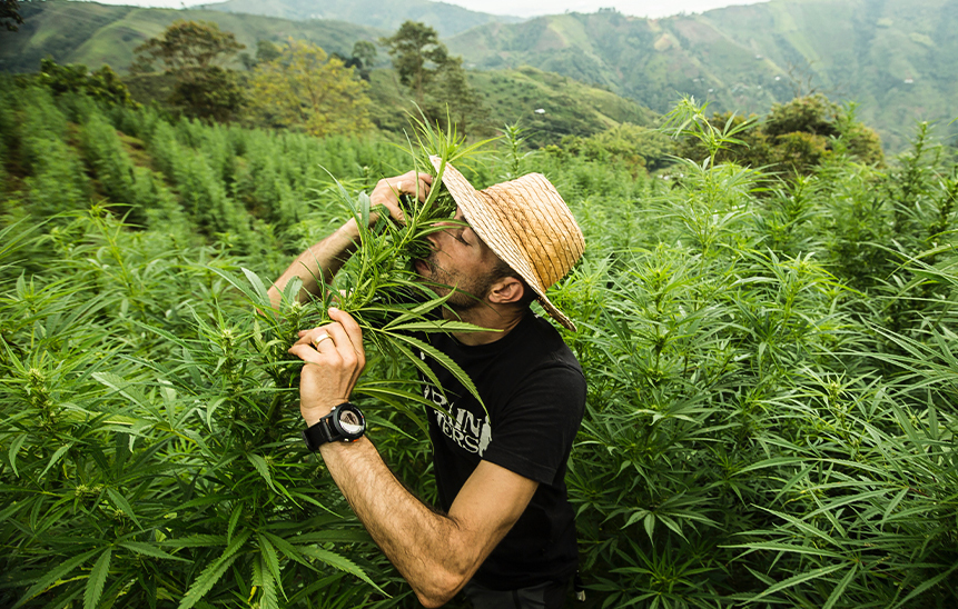 Как пахнет варенная конопля марихуана когда собирают урожай