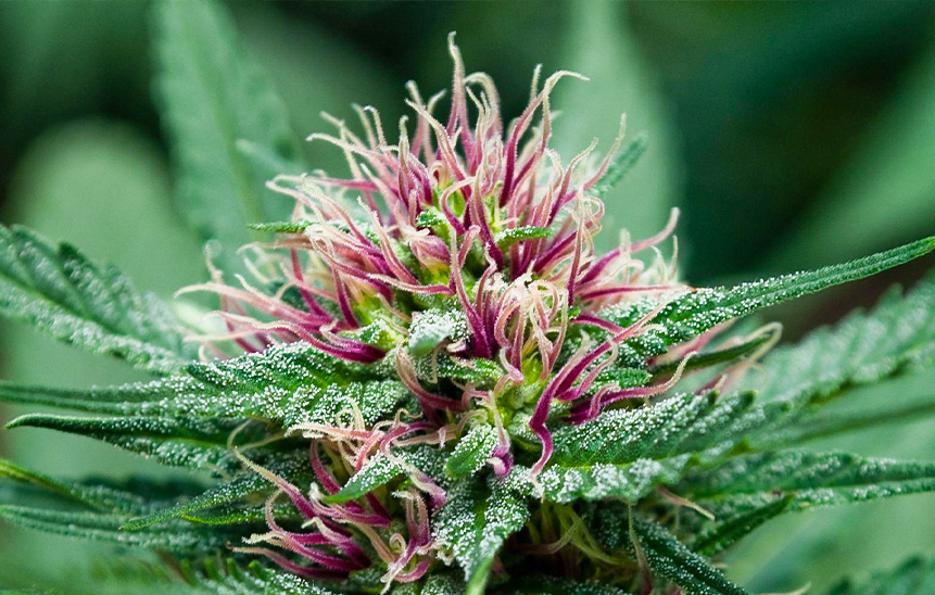 Световой день для цветения конопли картинки о марихуане скачать