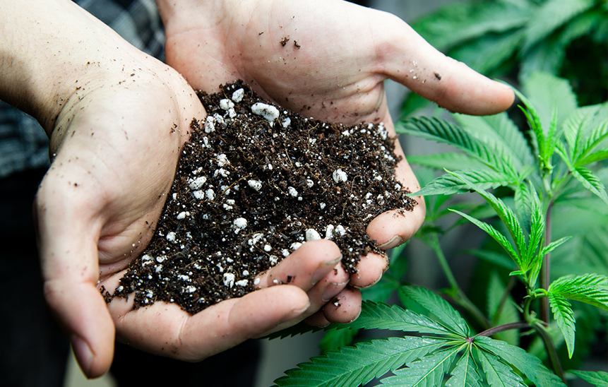Чем удобрить коноплю какие сорта марихуаны выращивать