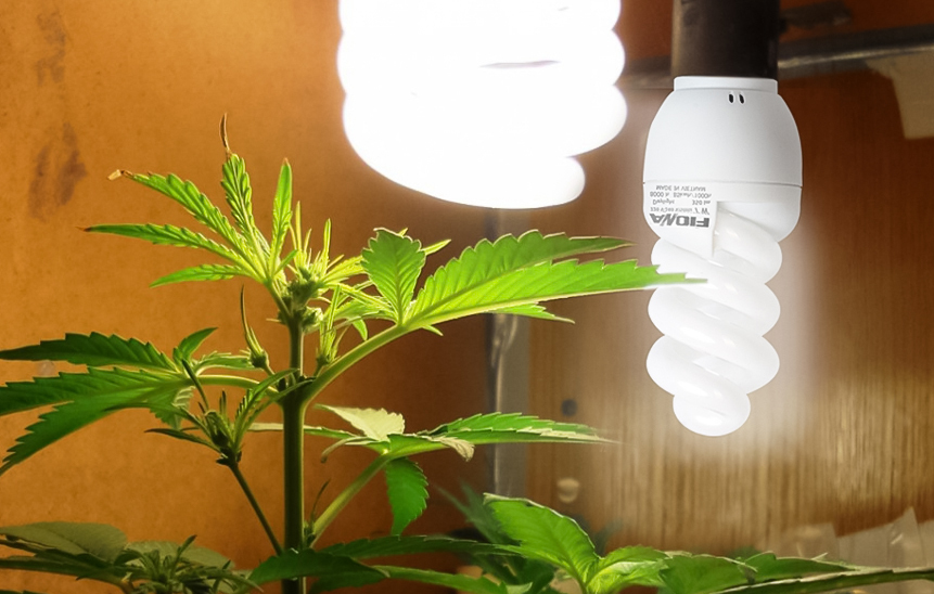 Правильное освещение для марихуаны hydra vegetal ив роше мицеллярная вода