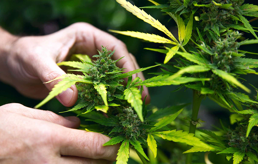 Сбор конопли в августе легализовали марихуаны