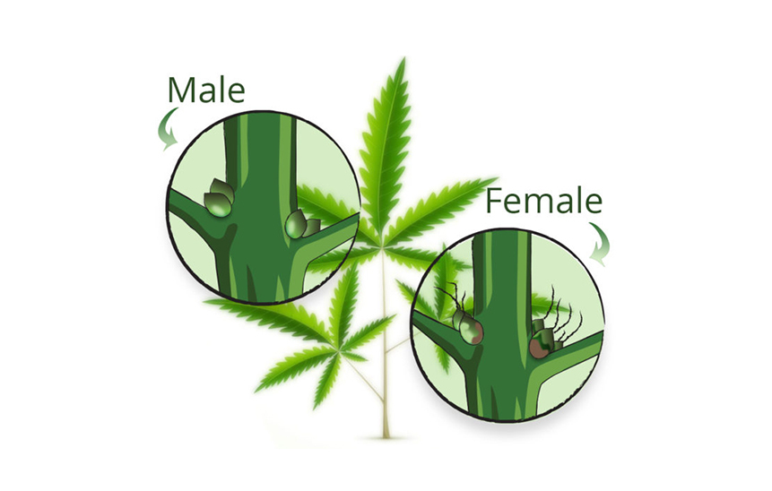 Как отличить женские растения конопли от мужских бициллин наркотик