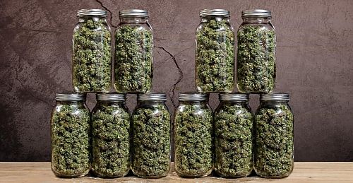 как вырастить марихуану в дом условиях