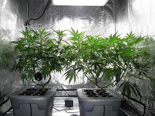 Что нужно для выращивания марихуаны дома поля конопли в амурской области