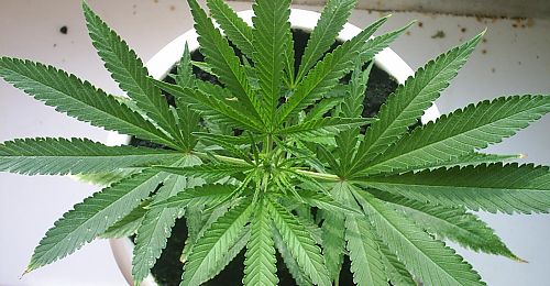 прут ли семена марихуаны
