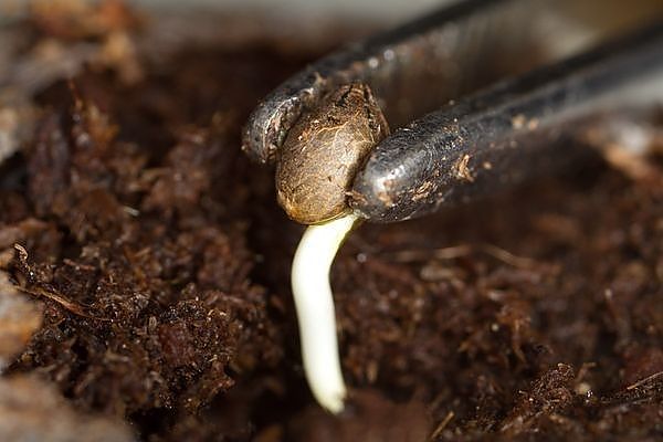 Семена конопли как замачивать что будет за распространение марихуаны