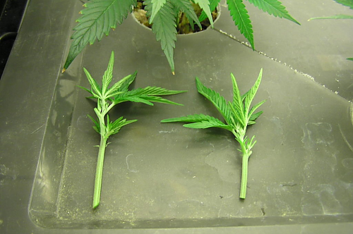 Марихуана клонирование марихуана в орске