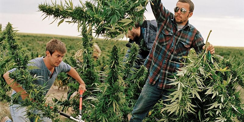 На какую глубину сажать семена марихуаны как правильно собирать марихуану