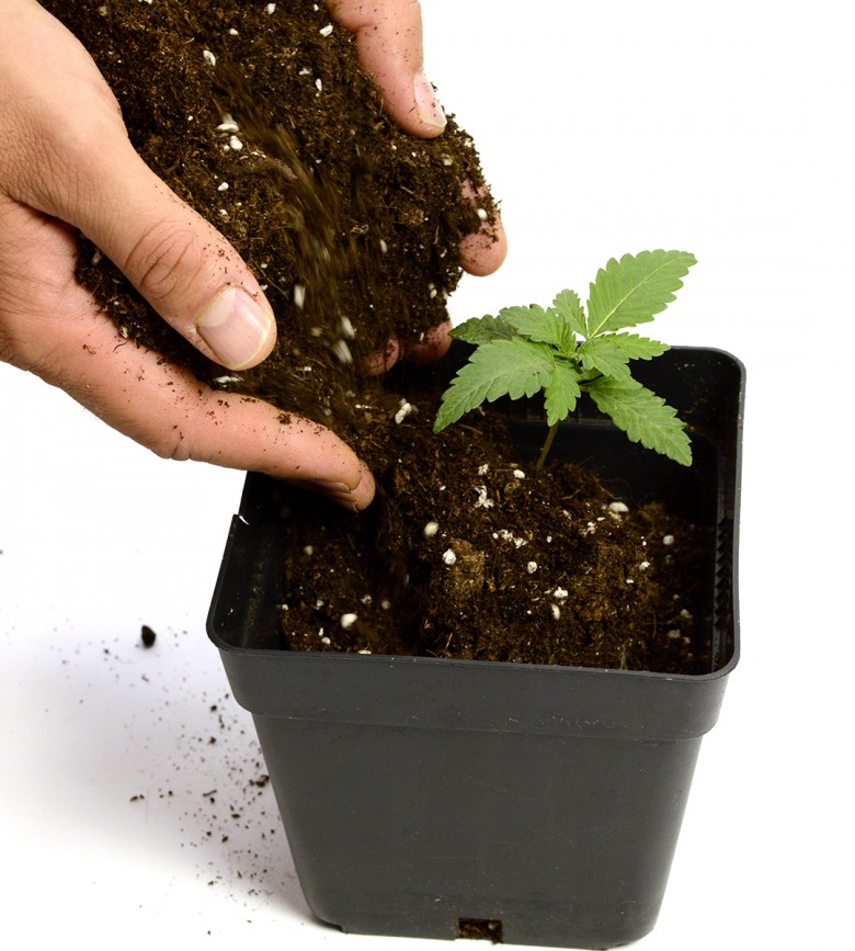 подготовка почвы для марихуаны