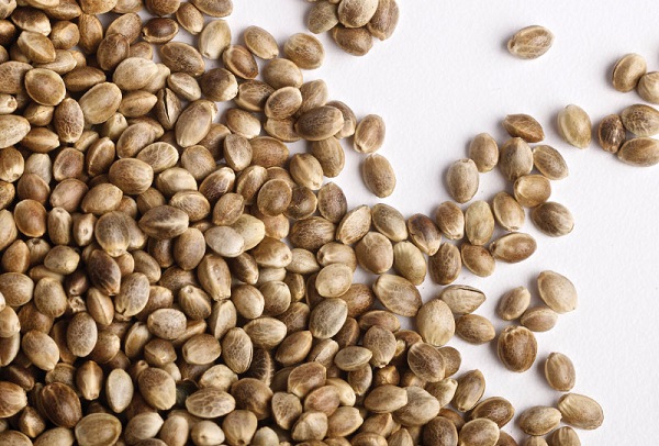 Карликовые семена конопли где можно купить зерна марихуаны